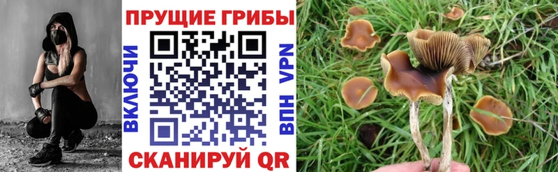 Псилоцибиновые грибы прущие грибы  площадка клад  Дыгулыбгей 